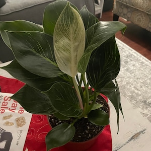 Olivia added a photo of their purchase