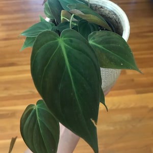 Ashley added a photo of their purchase