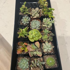 Shantal added a photo of their purchase