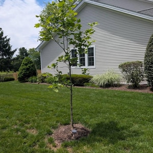 LeeAnn added a photo of their purchase