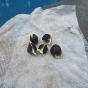 Mialca heeft een foto van de aankoop toegevoegd