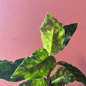 Pastel added a photo of their purchase