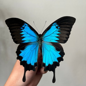 Jennyypennyy ha añadido una foto de su compra