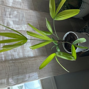 Inactive account added a photo of their purchase
