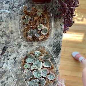 Grace added a photo of their purchase
