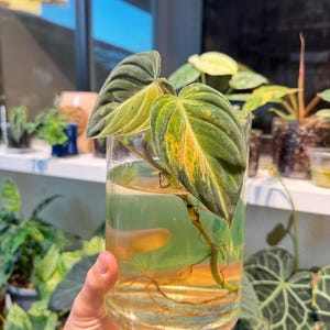 William added a photo of their purchase