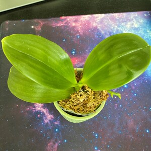 Phal. Tzu Chiang Chrisna Fragrant Smell Like Roses - Etsy