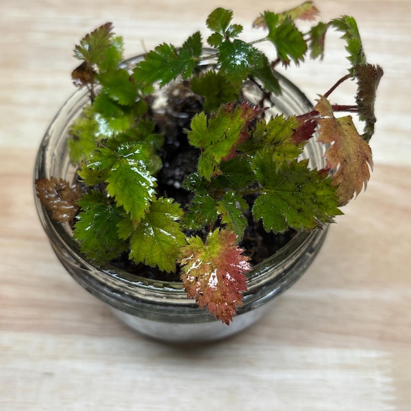3 Cumberland Black Raspberry Plants Rubus Occidentalis 2 Yr Old Fruit ...