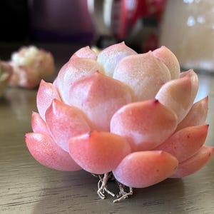 SucculentsFloridaArt added a photo of their purchase
