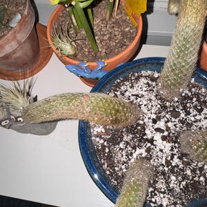Monkey Tail Cactus - Cleistocactus Colademononis - 4" Pot in Last 2  Pictures (shipped Bare Roots) - Etsy