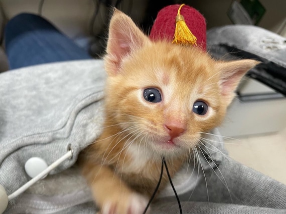 Customer photo of a pet with the Fez Hat mini small pet Cat Dog Hedgehog Vogue