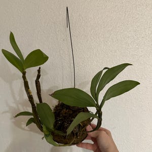 Loan lade till en bild av sitt köp