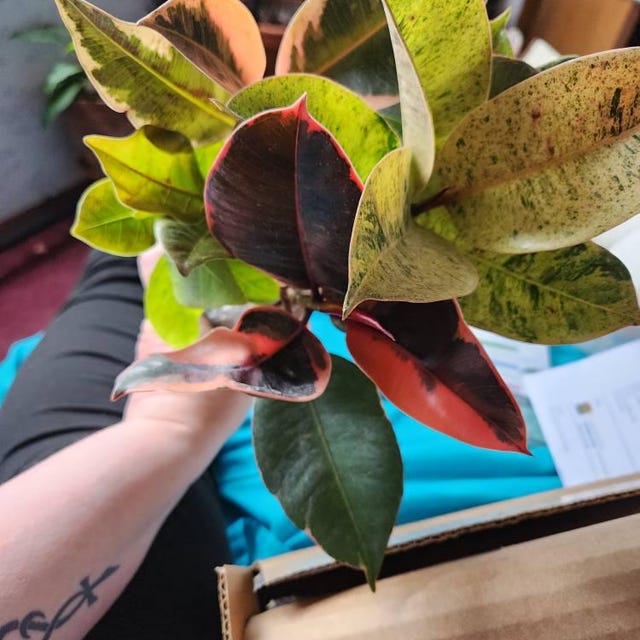 Ficus Variety Starter Plants - Rubber Trees (Tineke, Ruby