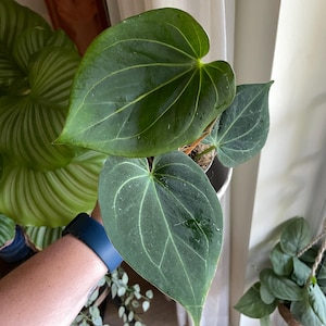 Anthurium Pterodactyl Variegated | Rare Plants | Live Plants