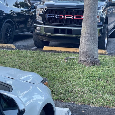 2017-2020 Ford Raptor Headlight Accents - Etsy