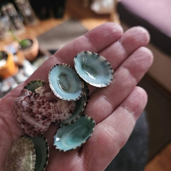 25 to 500 Limpet Shells Seashells Aqua Blue Teal Green Limpet Small ...