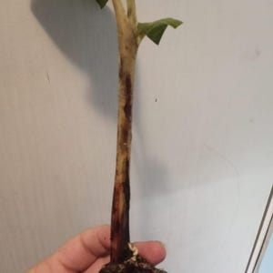 Inactive account added a photo of their purchase