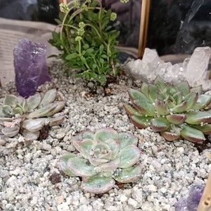 Michelle added a photo of their purchase