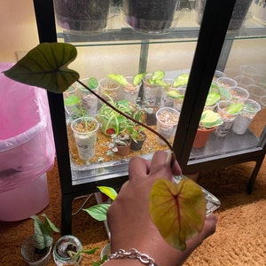 Shannon ha añadido una foto de su compra