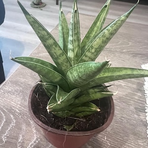 Coreen added a photo of their purchase