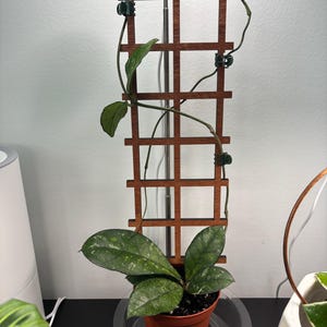 Sequoia added a photo of their purchase