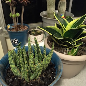 Rewa ha añadido una foto de su compra