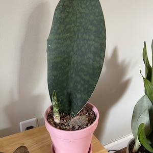 Cenandra added a photo of their purchase