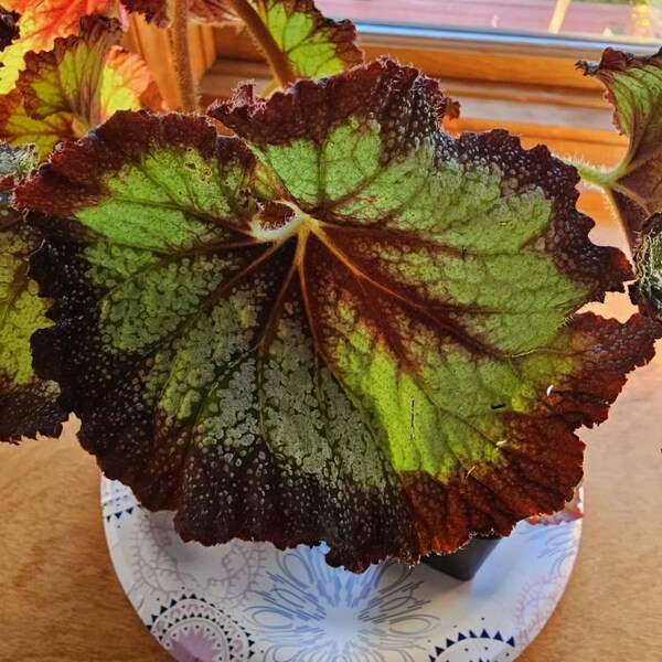 Peperomia 'ruby Ripple' - Etsy