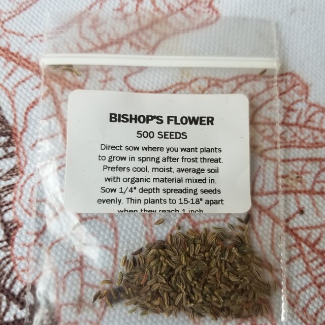 Queen Anne's Lace (Daucus carota) - 100 Seeds