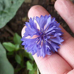 10+ CAMPANULA PYRAMIDALIS BLUE Chimney Bells / Perennial 10 - 10 Feet  Fragrant Flower Seeds