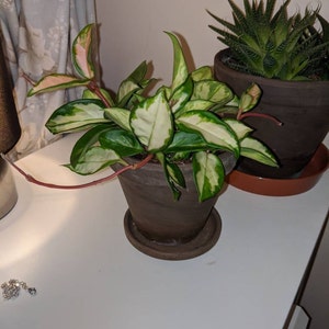 Ctenanthe Burle Marxii Amagris Never Never Plant Calathea ...
