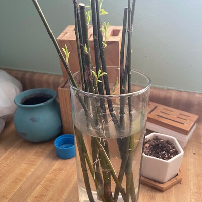 Fresh Boxwood, Cut to Order, Sold by the Pound, Fresh Wreath Greenery ...