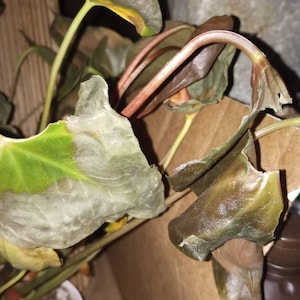 Gen added a photo of their purchase
