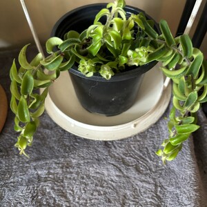 Variegated Hoya Compacta ,variegated Hindu Rope - Etsy