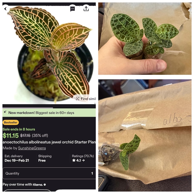Anoectochilus Albolineatus Jewel Orchid Starter Plant (ALL STARTER PLANTS  Require You to Purchase 2 Plants!) - Etsy