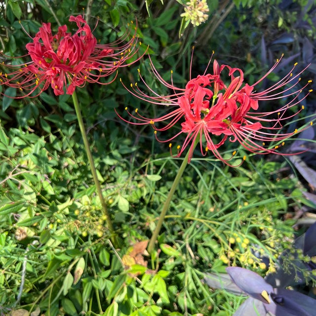 Red Spider Lily Bulbs: Lycoris Radiata, Hurricane Lily - Etsy