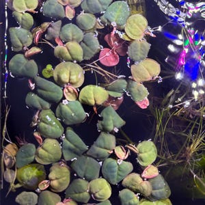 lana hat ein Foto des gekauften Artikels hinzugefügt