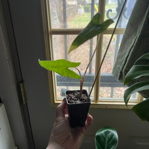 chevonne added a photo of their purchase