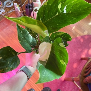 Lorraine added a photo of their purchase
