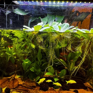 Angela heeft een foto van zijn/haar aankoop toegevoegd