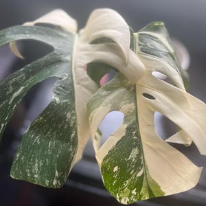 Buy Monstera Albo White Tiger ~ White Houseplant  AroidHouse