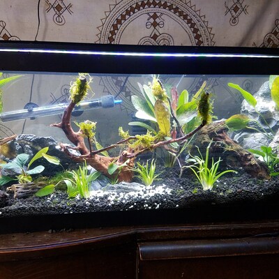 Red Flame Sword Live Aquarium Plant – Buy 2 Get 1 Free Deal On Echinodorus Horemanii 2 thumbnail image