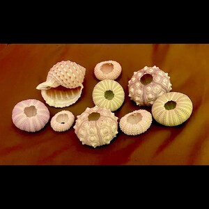 Assorted Sea Urchin Shells for Airplants - Etsy