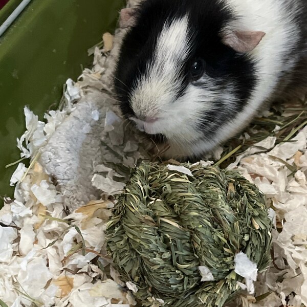 Picture of Assorted Timothy Hay Waffle Treats for Bunnies. Rabbit Treat, Hamster ...