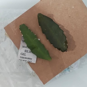 Véronique added a photo of their purchase