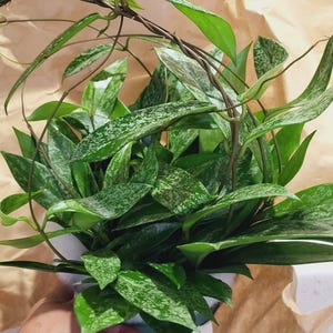 LushFullyYours added a photo of their purchase