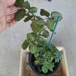 Dori added a photo of their purchase