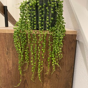 Vago added a photo of their purchase