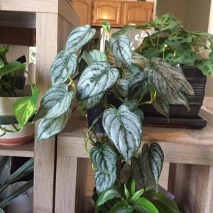Philodendron Brandtianum Etsy
