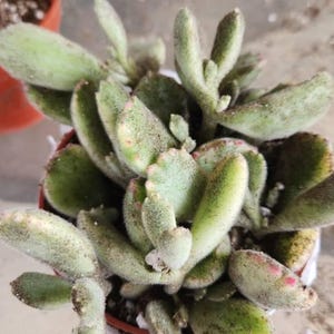 Variegated Bear Paws - Cotyledon Tomentosa 'Variegata' 4" - Etsy ...